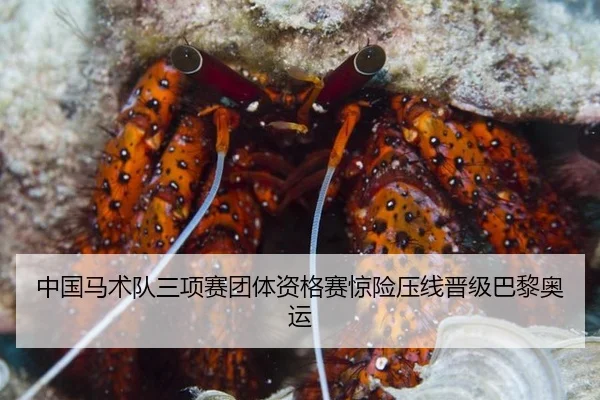 中国马术队三项赛团体资格赛惊险压线晋级巴黎奥运