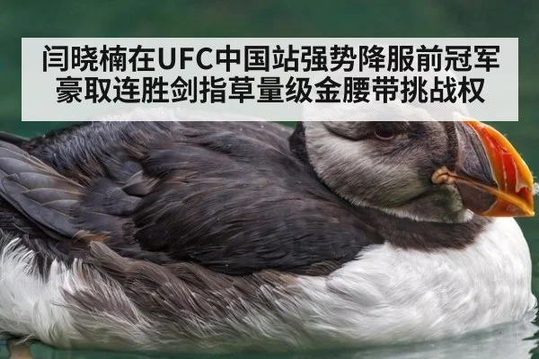闫晓楠在UFC中国站强势降服前冠军豪取连胜剑指草量级金腰带挑战权